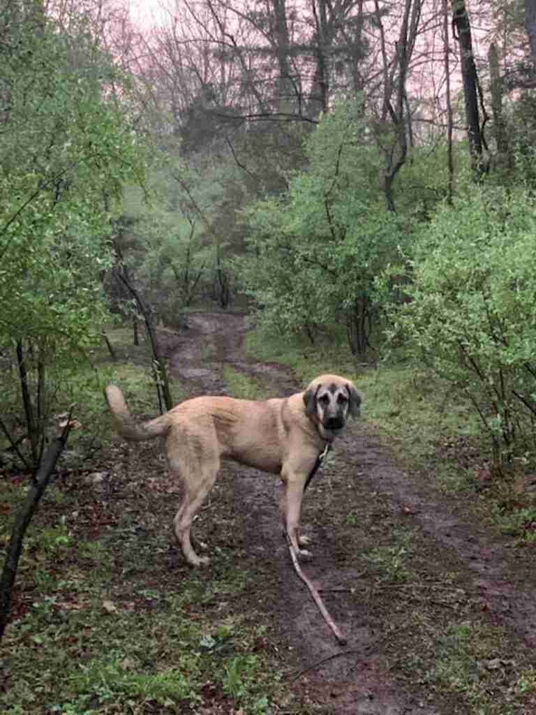 fawn anatolian shepherd puppy standing on a dirt path in the woods.