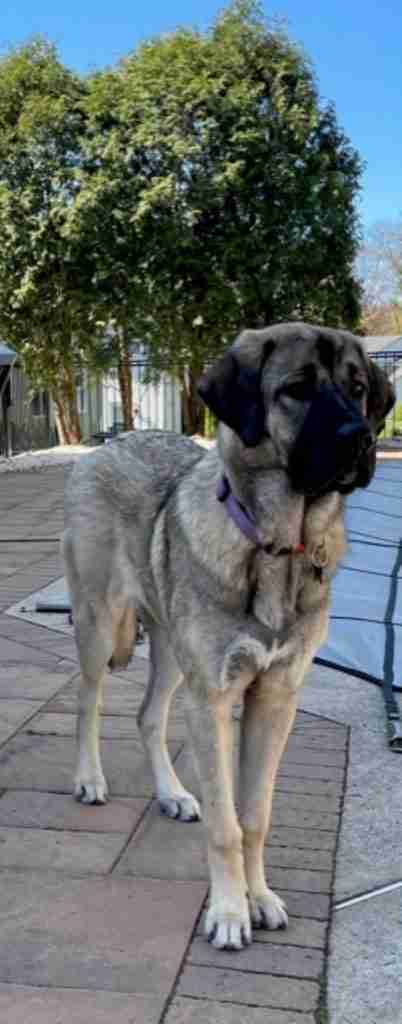 gray fawn anatolian shepherd dog standing on a pool patio with covered pool in background and tree.