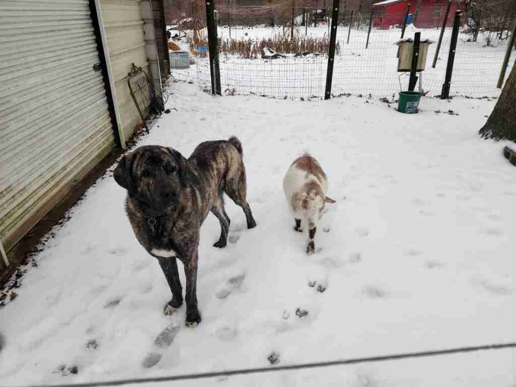 Black brindle anatolian shepherd dog standing in the snow next to a white and tan nigerian dwarf goat