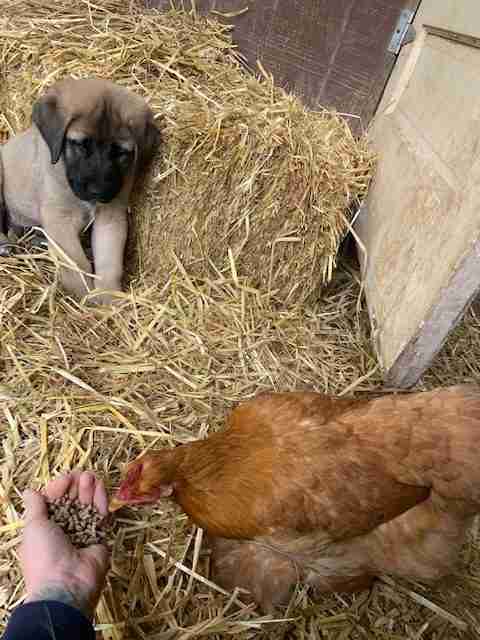 Black mask fawn Anatolian shepherd dog puppy sitting in straw looking at a buff chicken eating out of a person's hand.