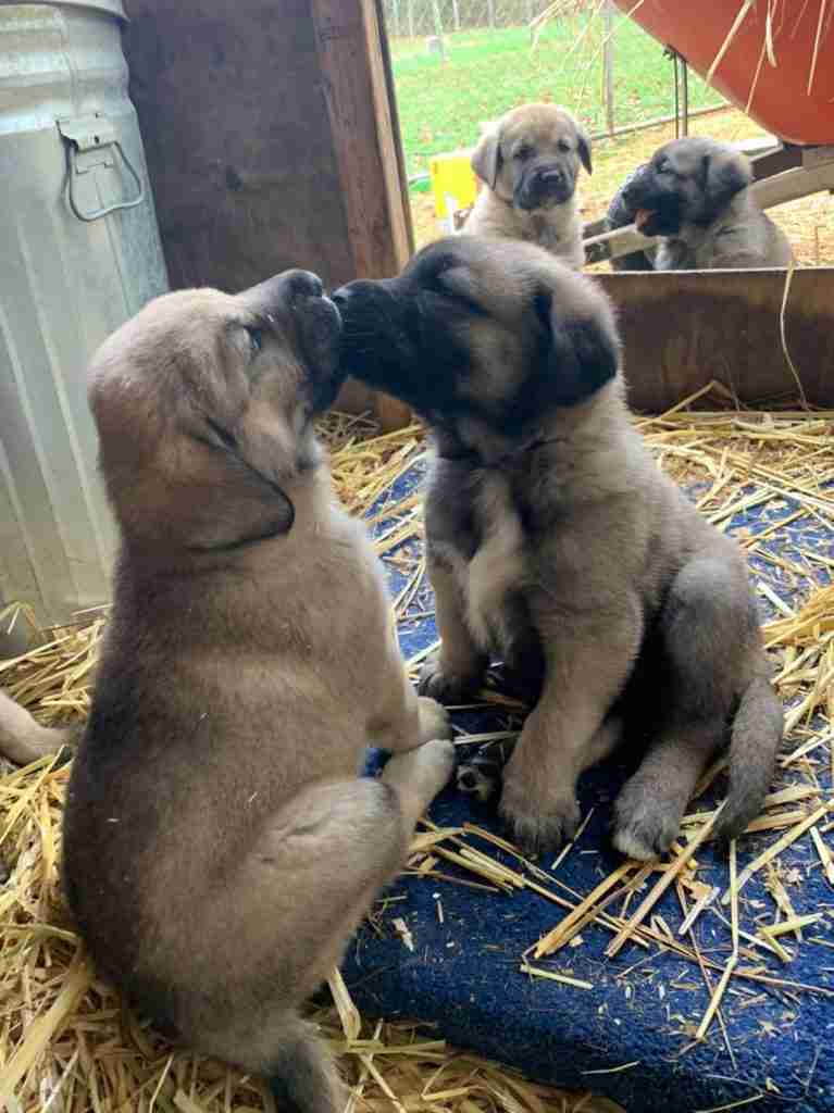 Fawn Anatolian shepherd puppies kissing. Sitting on straw. 2 other puppies sitting behind.