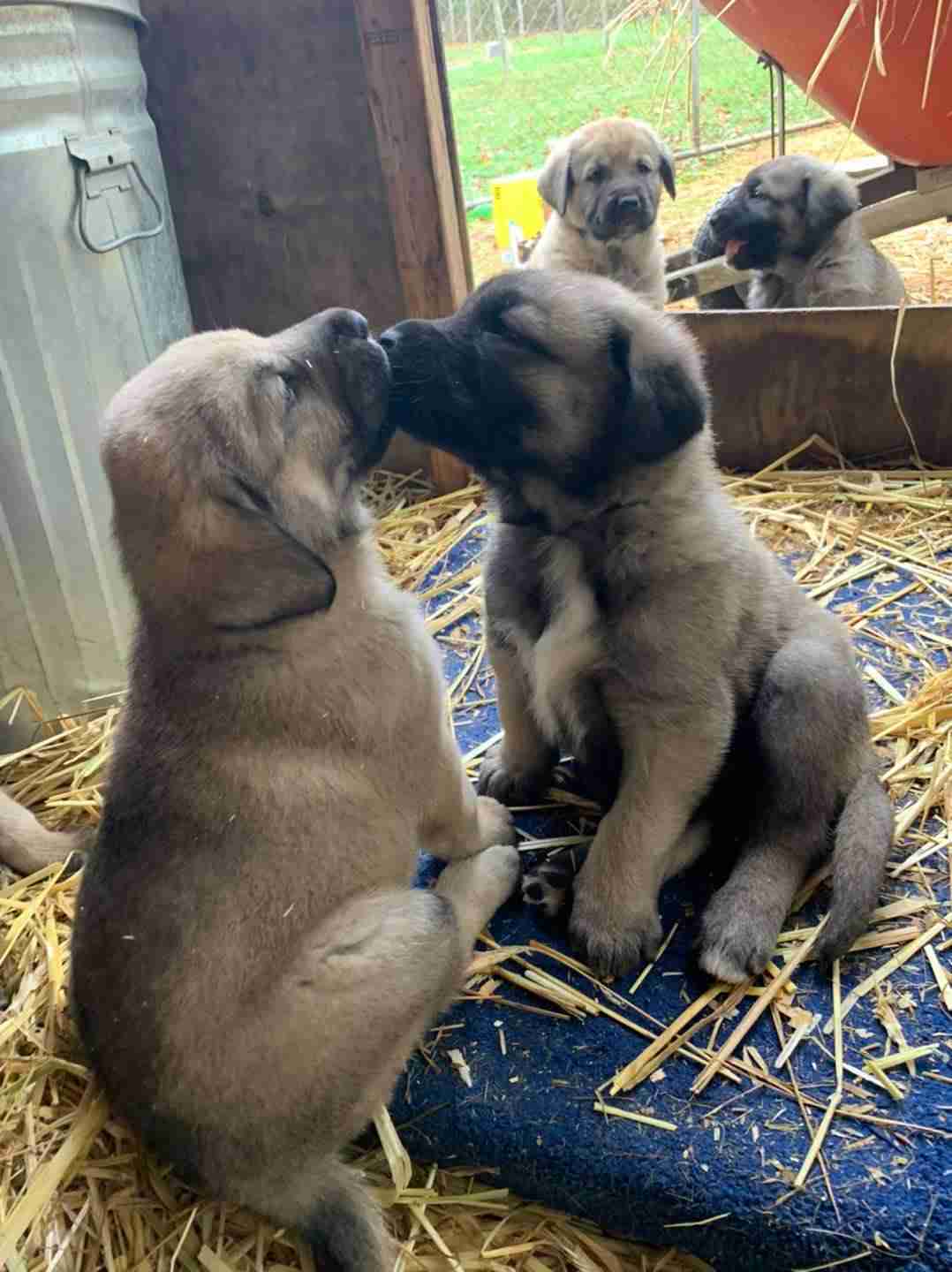 Fawn Anatolian shepherd puppies kissing. Sitting on straw. 2 other puppies sitting behind.